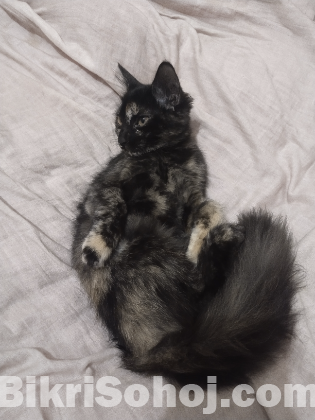 Traditional persian mix cat sell kora hobe